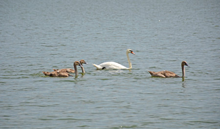 A family of wild mute swans swims in the lake in summer. The swan is a symbol of love, fidelity and devotion. Mother and father take care of the generation togetherの写真素材
