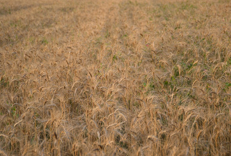 field of ripe wheat or barley at sunset. spikelets bowed to the ground under the weight of ripe grain. growing grain for the production of bread, flour and other products. beauty in natureの写真素材