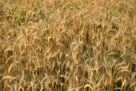 field of ripe wheat or barley at sunset. spikelets bowed to the ground under the weight of ripe grain. growing grain for the production of bread, flour and other products. beauty in natureの写真素材