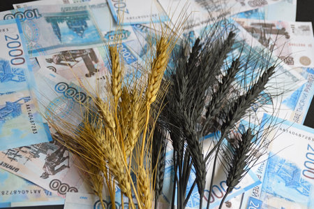 ears of wheat or barley on a background of scattered Russian rubles. the concept of buying, selling or exchanging grain products. grain deal. world food crisisの写真素材