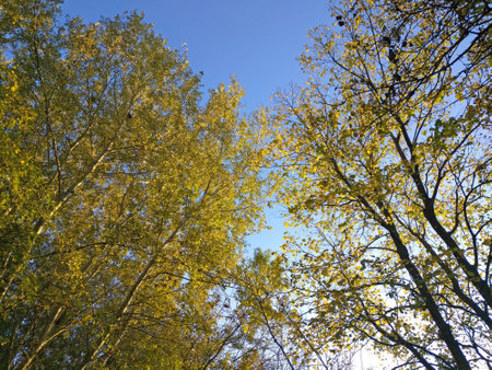 bottom view of the blue sky and the crowns of trees covered with yellow autumn leaves. beauty in nature. autumn landscape in the forest or parkの写真素材