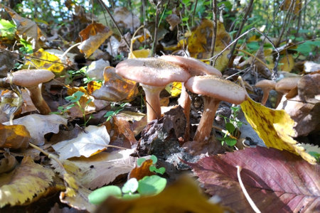 a family of mushrooms with small brown caps among grass and dry autumn leaves. autumn mushroom harvest time. silent hunt. edible and poisonous mushroomsの写真素材