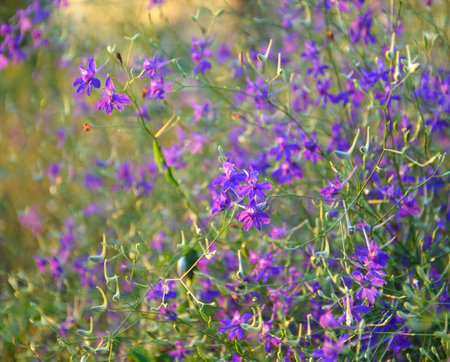 wildflowers with purple-colored petals at sunset. beauty in nature at sunset or dawn. beautiful plant blooms in fields and meadowsの写真素材