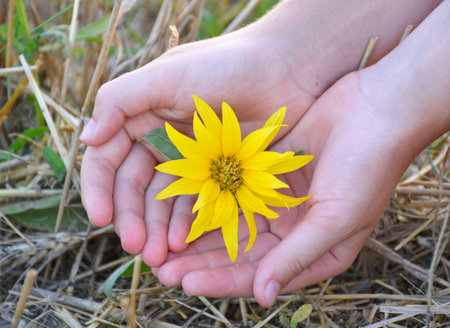 A young woman holds in her palms a blooming sunflower in a field after harvesting wheat. Close-up of a yellow flower and a girl's hands. protection and preservation of a small plant. care for natureの写真素材