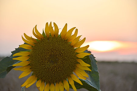 Beautiful blooming sunflower against the sky in the evening light of a summer sunset. Sunbeams next to delicate yellow petals. beauty in natureの写真素材