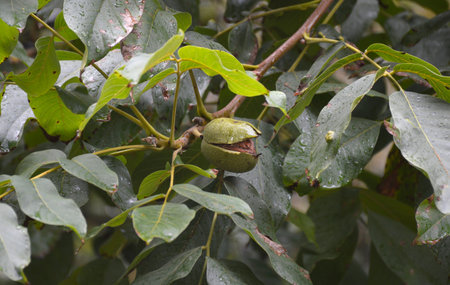 ripening walnut with burst green skin on a tree branch. harvesting in the garden. tasty, healthy and vitamin-rich food for children and adultsの写真素材