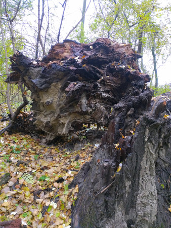 Rotting, covered with moss and fallen leaves, the root of an old tree lies on the ground in the...