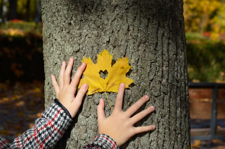 female hands glue an autumn maple leaf to the bark of a tree. There is a heart-shaped hole in the center of the yellow sheet. original declaration of love and expression of sympathyの写真素材