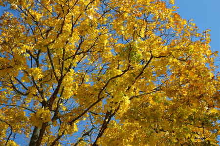 bright, yellow, autumn leaves against the sky. beauty in nature. autumn backgrounds. bottom view of tree leaves in a city park or forest. lush crown of trees on the blue skyの写真素材