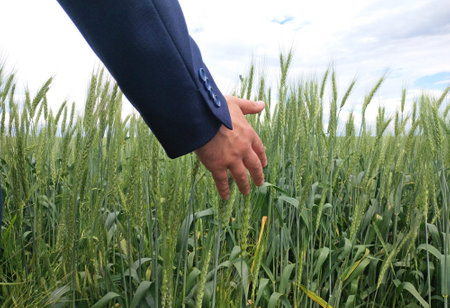 a man's hand among the green ears of ripening wheat or barley. the farmer touches the ears and checks how the grain is growing and filling. taking care of the grain harvest. food securityの写真素材
