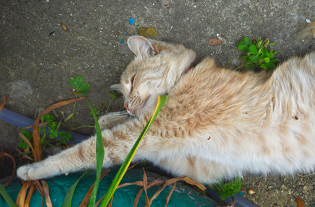 An adult fat cat of a white-red color with a contented muzzle lies and rests under a bush of green vegetation, stretched out in length and falls asleep on the asphaltの写真素材