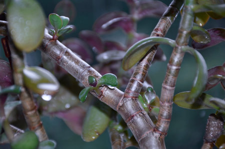 Crassula ovata, money tree, dollar tree - jade plant at the window close-up. Houseplant in a pot on...