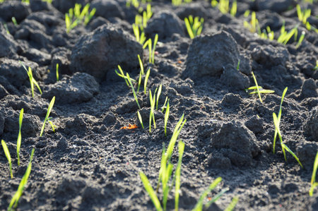 even rows of grain crops on an agricultural field. growing wheat, barley, rye. food security agro businessの写真素材