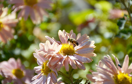 aster or chrysanthemum. bee pollinates an autumn flower in the rays of the sun at sunset. collection...