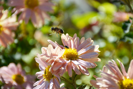 aster or chrysanthemum. bee pollinates an autumn flower in the rays of the sun at sunset. collection...