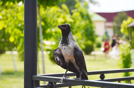 A gray crow perched on an iron railing in a city park gazebo. The bird sits with its wings spread and looks anxiously at the photographer.の写真素材