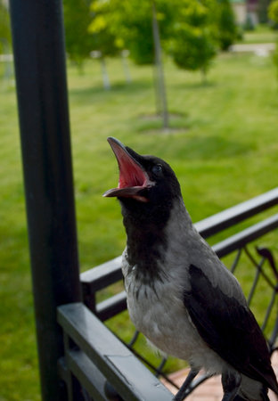 A gray crow sits on an iron railing, its beak open in thirst. The bird is tormented by thirst on a...