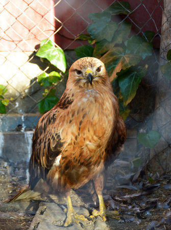 A hawk, a bird of prey with a powerful beak and yellow legs, standing in an aviary. A rehabilitation...