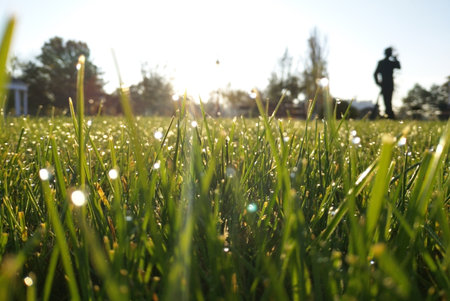 green grass with drops of morning dew in the rays of the rising sun. beauty in nature. drops of water sparkle in the sun like scattered pearlsの写真素材