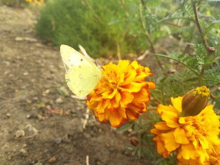 A yellow butterfly perched on a bright calendula or marigold flower, all illuminated by bright sunlight. The atmosphere is warm, sunny, and natural, highlighting the fragile beauty of the moment.の写真素材