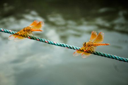 Two orange dragonflies on a rope with a blurred backgroundの写真素材