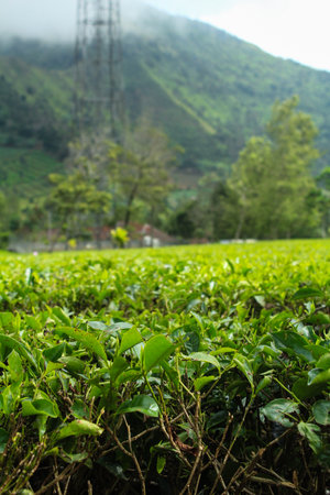 Tea leaves from Tambi tea garden plantation with blur backgroundの写真素材