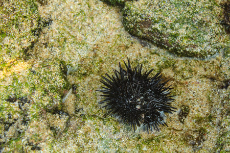 A small black sea urchin sits on top of a white sandy beach rock.