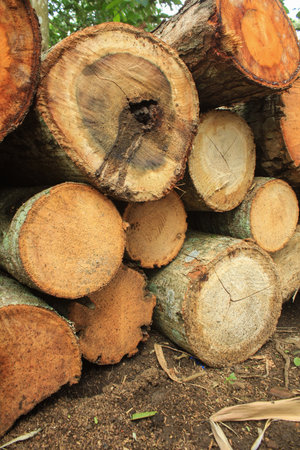 Log trunks pile, the logging timber wood industry. Piles of logs wooden are placed on the ground.の写真素材