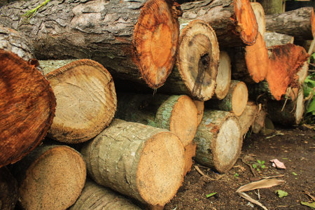 Log trunks pile, the logging timber wood industry. Piles of logs wooden are placed on the ground.
