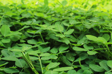 Arachis pintoi is an ornamental bean plant native to the Cerrado in Brazil. Characterized by its grass-like vinesの写真素材