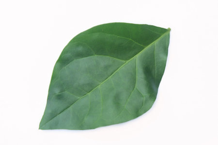 Jasmine leaf green or Jasminum sambac isolated on white background