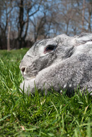 big and gray rabbit on green grassの写真素材