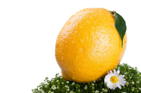 fresh lemon on a green grass isolated on a white backgroundの写真素材