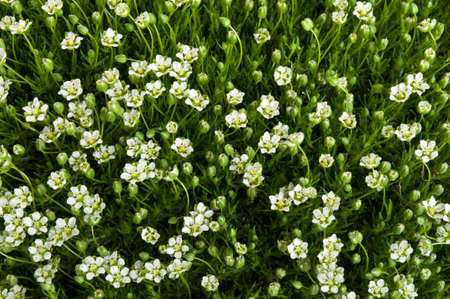 flowers and green grass on a backgroundの写真素材