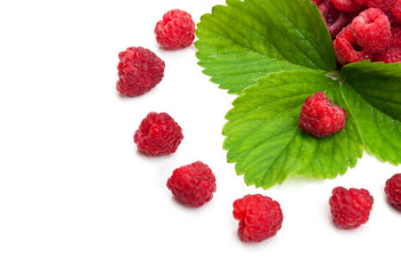 fresh raspberry and green leaf isolated on a white backgroundの写真素材