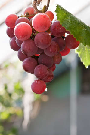 fresh and red grapes in the glasshouseの写真素材