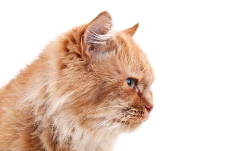 ginger cat isolated on a white backgroundの写真素材