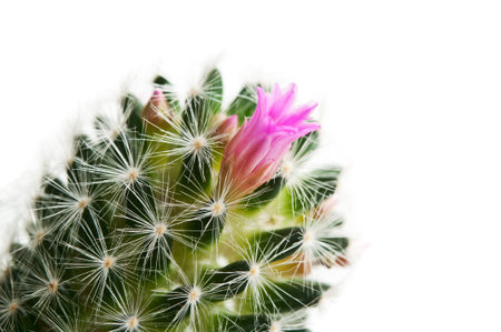 cactus with flower isolated on a white backgroundの写真素材