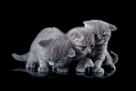 three kittens isolated on a black backgroundの写真素材