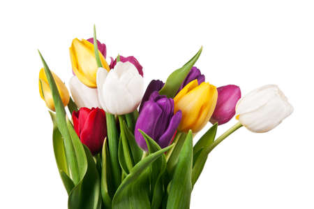 bouquet of tulips isolated on a white backgroundの写真素材