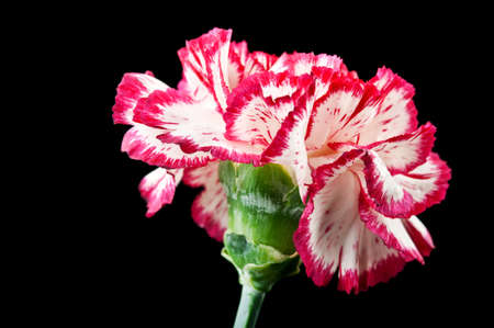 carnation flower isolated on a black backgroundの写真素材