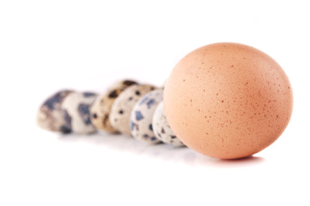 chicken egg and quail eggs isolated on a white backgroundの写真素材