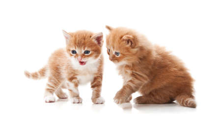 little kitten playing isolated on a white backgroundの写真素材