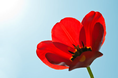Poppy flower on blue sky backgroundの写真素材
