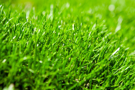 closeup of green grass background
