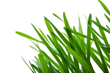 fresh green grass isolated on a white backgroundの写真素材