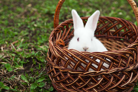 little white rabbit in a basket on the fieldの写真素材