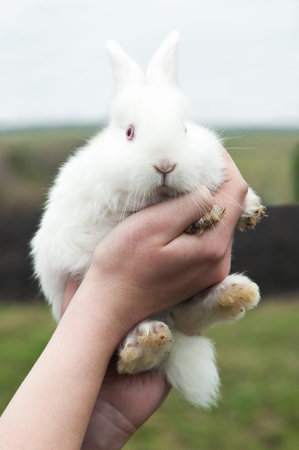 woman hold white rabbit on farm