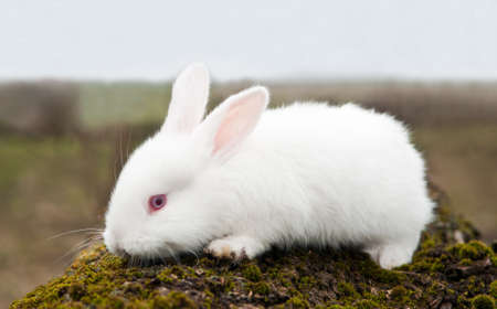 little white rabbit in a fieldの写真素材