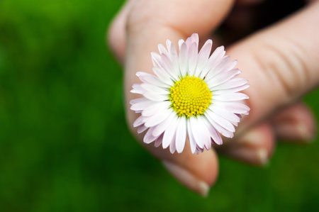 woman holding flower on a grass backgroundの写真素材
